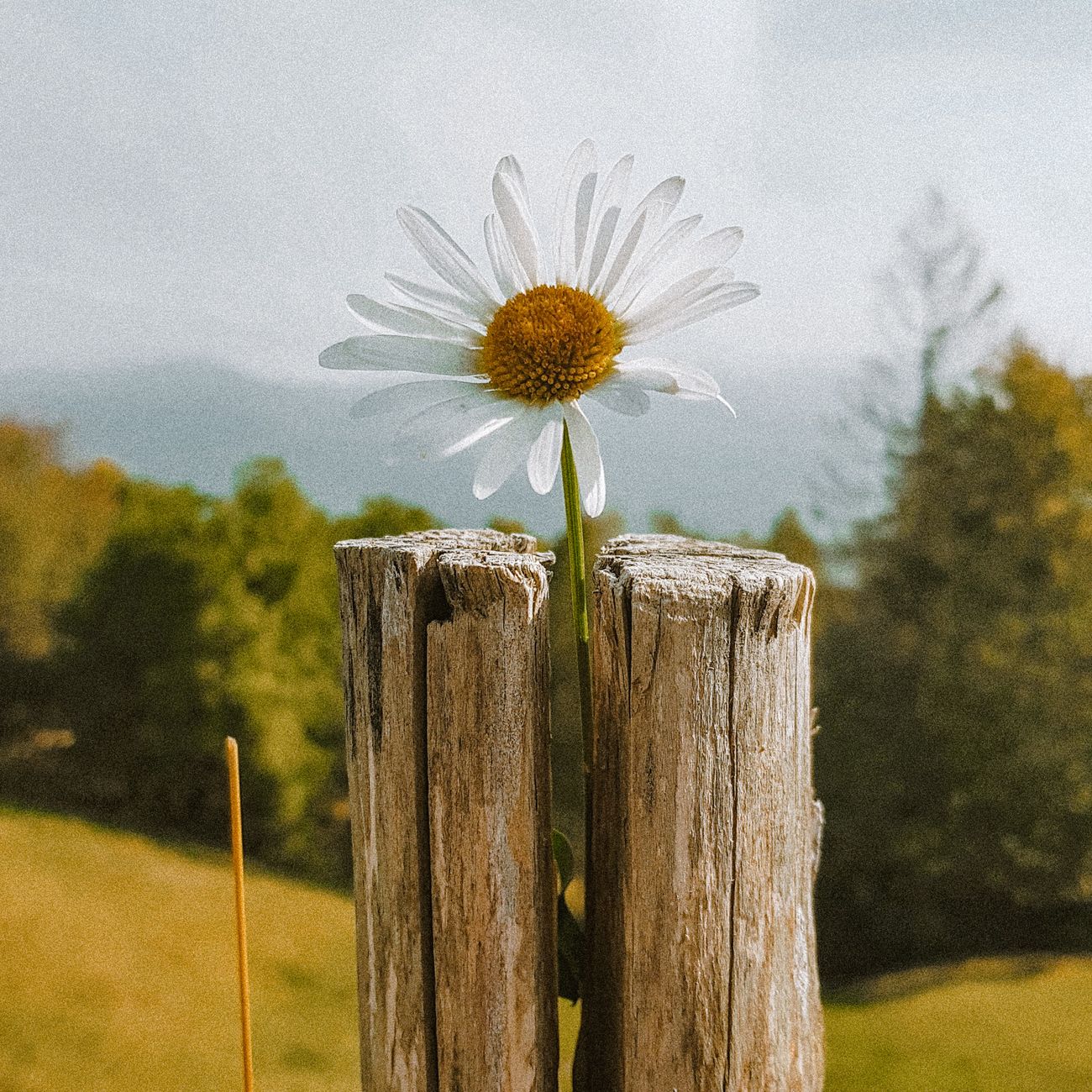 Chamomile Extract