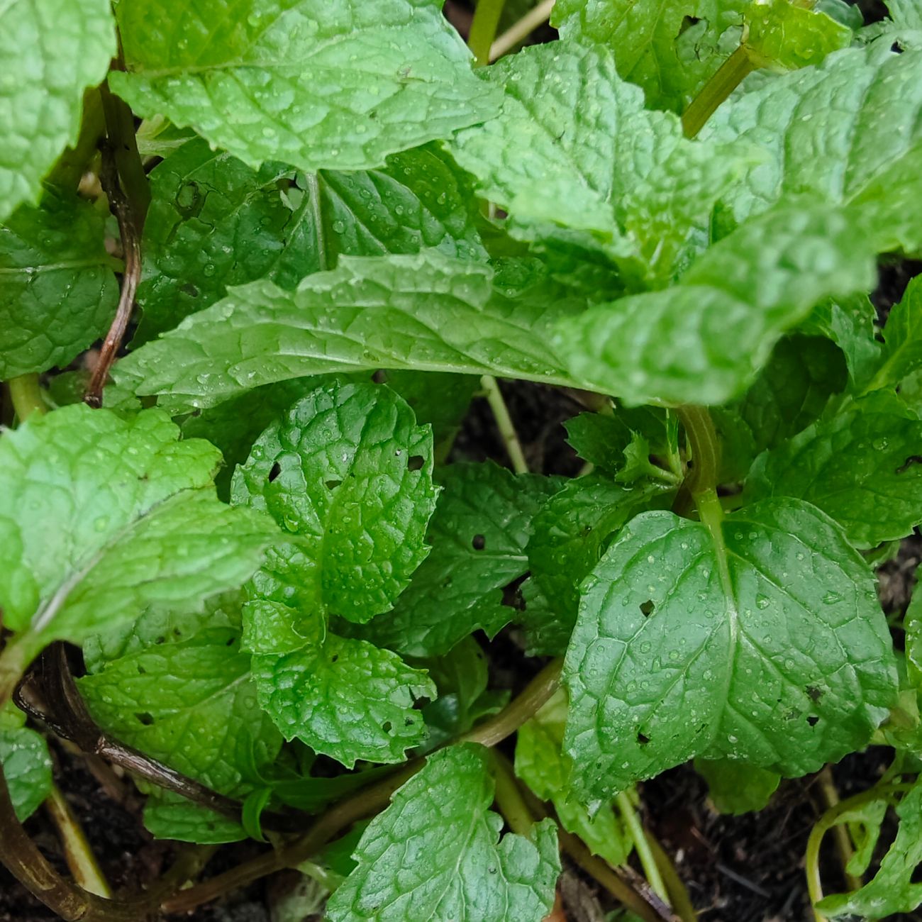 Lemon Balm Extract